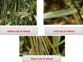 Mycoloy rust & smut etiology and its management | PPTX