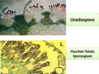 Mycoloy rust & smut etiology and its management | PPTX