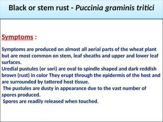 Rust Sori Mycoloy rust & smut etiology and its management | PPTX