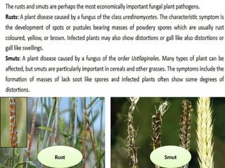 Mycoloy rust & smut etiology and its management | PPTX