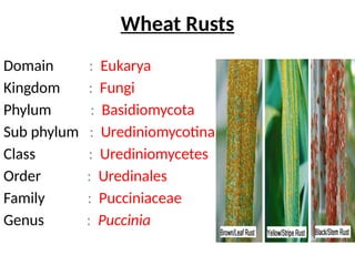 Mycoloy rust & smut etiology and its management | PPTX