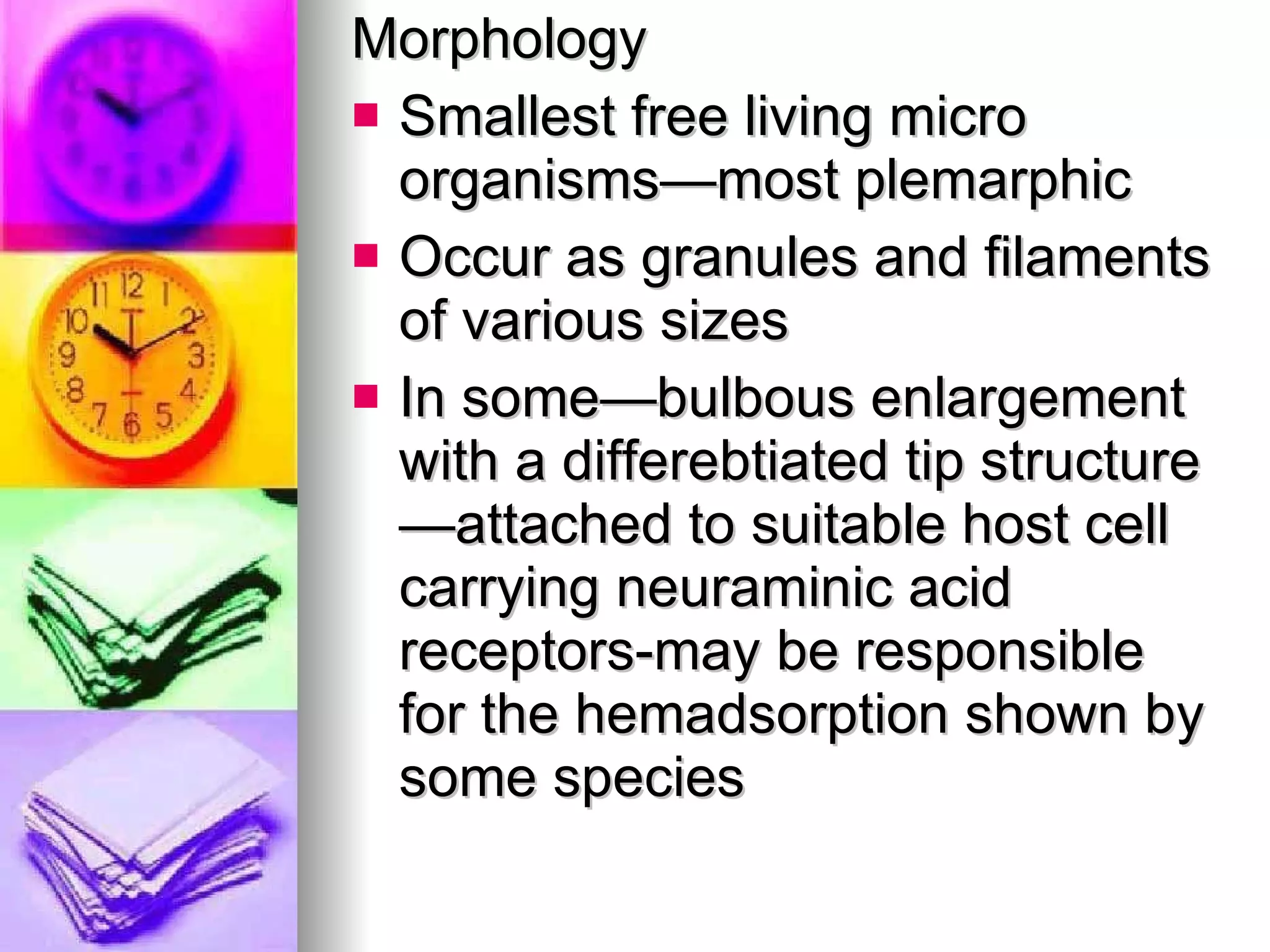 Morphology Smallest free living micro organisms—most plemarphic Occur as granules and filaments of various sizes In some—bulbous enlargement with a differebtiated tip structure—attached to suitable host cell carrying neuraminic acid receptors-may be responsible for the hemadsorption shown by some species 