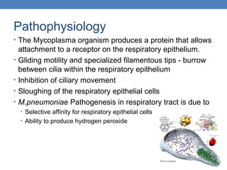 Pathophysiology
• The Mycoplasma organism produces a protein that allows
•
•
•
•

attachment to a receptor on the respiratory epithelium.
Gliding motility and specialized filamentous tips - burrow
between cilia within the respiratory epithelium
Inhibition of ciliary movement
Sloughing of the respiratory epithelial cells
M.pneumoniae Pathogenesis in respiratory tract is due to
• Selective affinity for respiratory epithelial cells
• Ability to produce hydrogen peroxide

 