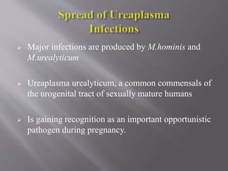  Major infections are produced by M.hominis and
M.urealyticum
 Ureaplasma urealyticum, a common commensals of
the urogenital tract of sexually mature humans
 Is gaining recognition as an important opportunistic
pathogen during pregnancy.
 