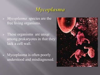  Mycoplasma species are the
free living organisms.
 These organisms are uniqe
among prokaryotes in that they
lack a cell wall.
 Mycoplasma is often poorly
understood and misdiagnosed.
 