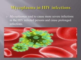 Mycoplasmas tend to cause more severe infections
in the HIV infected persons and cause prolonged
infections.
 