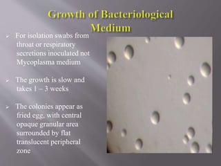  For isolation swabs from
throat or respiratory
secretions inoculated not
Mycoplasma medium
 The growth is slow and
takes 1 – 3 weeks
 The colonies appear as
fried egg, with central
opaque granular area
surrounded by flat
translucent peripheral
zone
 