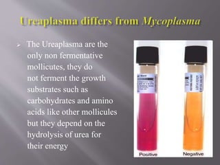  The Ureaplasma are the
only non fermentative
mollicutes, they do
not ferment the growth
substrates such as
carbohydrates and amino
acids like other mollicules
but they depend on the
hydrolysis of urea for
their energy
 