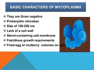 BASIC CHARACTERS OF MYCOPLASMA
 They are Gram negative
 Prokaryotic microbes
 Size of 150-250 nm
 Lack of a cell wall
 Sterol-containing cell membrane
 Fastidious growth requirements
 Fried-egg or mulberry colonies on agar
 