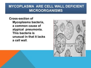 MYCOPLASMA ARE CELL WALL DEFICIENT
MICROORGANISMS
Cross-section of
Mycoplasma bacteria,
a common cause of
atypical pneumonia.
This bacteria is
unusual in that it lacks
a cell wall.
 