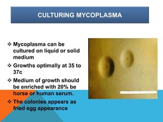 CULTURING MYCOPLASMA
 Mycoplasma can be
cultured on liquid or solid
medium
 Growths optimally at 35 to
37c
 Medium of growth should
be enriched with 20% be
horse or human serum.
 The colonies appears as
fried egg appearance
 