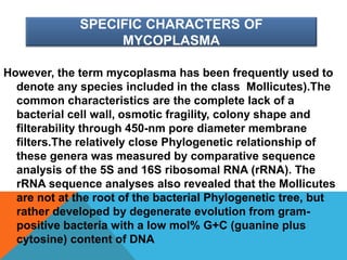 SPECIFIC CHARACTERS OF
MYCOPLASMA
However, the term mycoplasma has been frequently used to
denote any species included in the class Mollicutes).The
common characteristics are the complete lack of a
bacterial cell wall, osmotic fragility, colony shape and
filterability through 450-nm pore diameter membrane
filters.The relatively close Phylogenetic relationship of
these genera was measured by comparative sequence
analysis of the 5S and 16S ribosomal RNA (rRNA). The
rRNA sequence analyses also revealed that the Mollicutes
are not at the root of the bacterial Phylogenetic tree, but
rather developed by degenerate evolution from gram-
positive bacteria with a low mol% G+C (guanine plus
cytosine) content of DNA
 