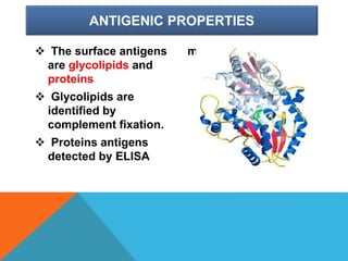 ANTIGENIC PROPERTIES
 The surface antigens
are glycolipids and
proteins
 Glycolipids are
identified by
complement fixation.
 Proteins antigens
detected by ELISA
method.
 