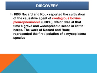 DISCOVERY
In 1896 Nocard and Roux reported the cultivation
of the causative agent of contagious bovine
pleuropneumonia (CBPP), which was at that
time a grave and widespread disease in cattle
herds. The work of Nocard and Roux
represented the first isolation of a mycoplasma
species
 