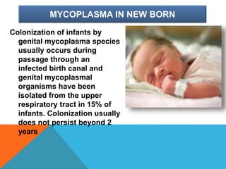 MYCOPLASMA IN NEW BORN
Colonization of infants by
genital mycoplasma species
usually occurs during
passage through an
infected birth canal and
genital mycoplasmal
organisms have been
isolated from the upper
respiratory tract in 15% of
infants. Colonization usually
does not persist beyond 2
years
 