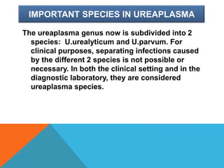 IMPORTANT SPECIES IN UREAPLASMA
The ureaplasma genus now is subdivided into 2
species: U.urealyticum and U.parvum. For
clinical purposes, separating infections caused
by the different 2 species is not possible or
necessary. In both the clinical setting and in the
diagnostic laboratory, they are considered
ureaplasma species.
 