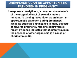 UREAPLASMA CAN BE OPPORTUNISTIC
PATHOGEN IN PREGNANCY
Ureaplasma urealyticum, a common commensals
of the urogenital tract of sexually mature
humans, is gaining recognition as an important
opportunistic pathogen during pregnancy.
While its etiologic significance in many aspects
of adverse pregnancy remains controversial,
recent evidence indicates that U. urealyticum in
the absence of other organisms is a cause of
chorioamnionitis.
 