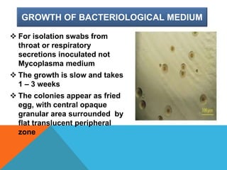 GROWTH OF BACTERIOLOGICAL MEDIUM
 For isolation swabs from
throat or respiratory
secretions inoculated not
Mycoplasma medium
 The growth is slow and takes
1 – 3 weeks
 The colonies appear as fried
egg, with central opaque
granular area surrounded by
flat translucent peripheral
zone
 