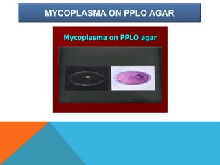 MYCOPLASMA ON PPLO AGAR
 