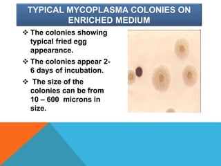 TYPICAL MYCOPLASMA COLONIES ON
ENRICHED MEDIUM
 The colonies showing
typical fried egg
appearance.
 The colonies appear 2-
6 days of incubation.
 The size of the
colonies can be from
10 – 600 microns in
size.
 