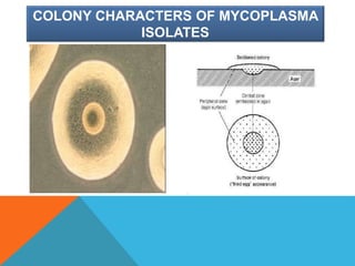 COLONY CHARACTERS OF MYCOPLASMA
ISOLATES
 