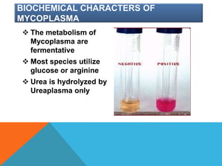 BIOCHEMICAL CHARACTERS OF
MYCOPLASMA
 The metabolism of
Mycoplasma are
fermentative
 Most species utilize
glucose or arginine
 Urea is hydrolyzed by
Ureaplasma only
 