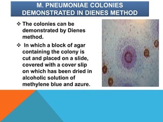 M. PNEUMONIAE COLONIES
DEMONSTRATED IN DIENES METHOD
 The colonies can be
demonstrated by Dienes
method.
 In which a block of agar
containing the colony is
cut and placed on a slide,
covered with a cover slip
on which has been dried in
alcoholic solution of
methylene blue and azure.
 