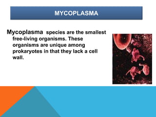 MYCOPLASMA
Mycoplasma species are the smallest
free-living organisms. These
organisms are unique among
prokaryotes in that they lack a cell
wall.
 