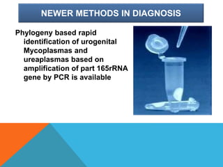 NEWER METHODS IN DIAGNOSIS
Phylogeny based rapid
identification of urogenital
Mycoplasmas and
ureaplasmas based on
amplification of part 165rRNA
gene by PCR is available
 