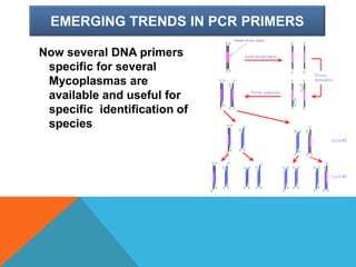 EMERGING TRENDS IN PCR PRIMERS
Now several DNA primers
specific for several
Mycoplasmas are
available and useful for
specific identification of
species
 