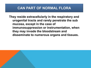CAN PART OF NORMAL FLORA
They reside extracellularly in the respiratory and
urogenital tracts and rarely penetrate the sub
mucosa, except in the case of
immunosuppression or instrumentation, when
they may invade the bloodstream and
disseminate to numerous organs and tissues.
 