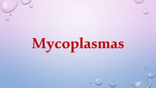 Mycoplasmas
 