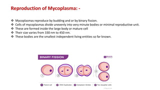 Reproduction of Mycoplasma: -
 Mycoplasmas reproduce by budding and or by binary fission.
 Cells of mycoplasmas divide unevenly into very minute bodies or minimal reproductive unit.
 These are formed inside the large body or mature cell
 Their size varies from 330 nm to 450 nm.
 These bodies are the smallest independent living entities so far known.
 