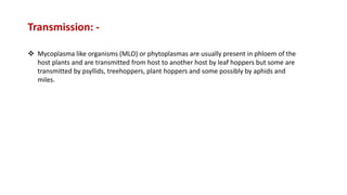 Transmission: -
 Mycoplasma like organisms (MLO) or phytoplasmas are usually present in phloem of the
host plants and are transmitted from host to another host by leaf hoppers but some are
transmitted by psyllids, treehoppers, plant hoppers and some possibly by aphids and
miles.
 