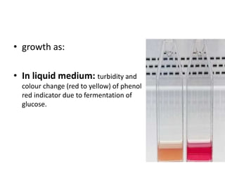 • growth as:
• In liquid medium: turbidity and
colour change (red to yellow) of phenol
red indicator due to fermentation of
glucose.
 