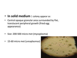 • In solid medium : colony appear as
• Central opaque granular area surrounded by flat,
translucent peripheral growth (fried egg
appearance)
• Size: 200-500 micro met (mycoplasma)
• 15-60 micro met (ureaplasmas)
 