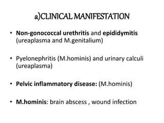 a)CLINICAL MANIFESTATION
• Non-gonococcal urethritis and epididymitis
(ureaplasma and M.genitalium)
• Pyelonephritis (M.hominis) and urinary calculi
(ureaplasma)
• Pelvic inflammatory disease: (M.hominis)
• M.hominis: brain abscess , wound infection
 