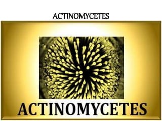 ACTINOMYCETES
 