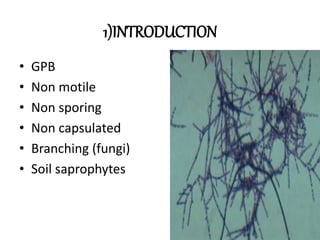 1)INTRODUCTION
• GPB
• Non motile
• Non sporing
• Non capsulated
• Branching (fungi)
• Soil saprophytes
 