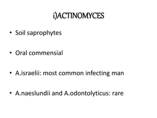 i)ACTINOMYCES
• Soil saprophytes
• Oral commensial
• A.israelii: most common infecting man
• A.naeslundii and A.odontolyticus: rare
 