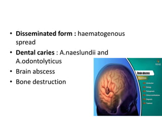 • Disseminated form : haematogenous
spread
• Dental caries : A.naeslundii and
A.odontolyticus
• Brain abscess
• Bone destruction
 
