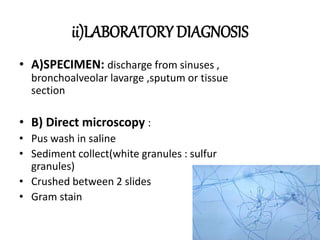 ii)LABORATORY DIAGNOSIS
• A)SPECIMEN: discharge from sinuses ,
bronchoalveolar lavarge ,sputum or tissue
section
• B) Direct microscopy :
• Pus wash in saline
• Sediment collect(white granules : sulfur
granules)
• Crushed between 2 slides
• Gram stain
 