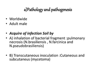 a)Pathology and pathogenesis
• Worldwide
• Adult male
• Acquire of infection Soil by
• A) inhalation of bacterial fragment :pulmonary
necrosis (N.brasiliensis , N.farcinica and
N.pseudobrasiliensis)
• B) Transcutaneous inoculation :Cutaneous and
subcutaneus (mycetoma)
 