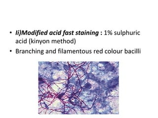 • Ii)Modified acid fast staining : 1% sulphuric
acid (kinyon method)
• Branching and filamentous red colour bacilli
 