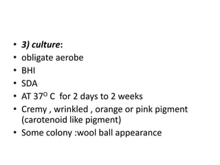 • 3) culture:
• obligate aerobe
• BHI
• SDA
• AT 37O C for 2 days to 2 weeks
• Cremy , wrinkled , orange or pink pigment
(carotenoid like pigment)
• Some colony :wool ball appearance
 