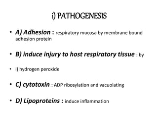 i) PATHOGENESIS
• A) Adhesion : respiratory mucosa by membrane bound
adhesion protein
• B) induce injury to host respiratory tissue : by
• i) hydrogen peroxide
• C) cytotoxin : ADP ribosylation and vacuolating
• D) Lipoproteins : induce inflammation
 