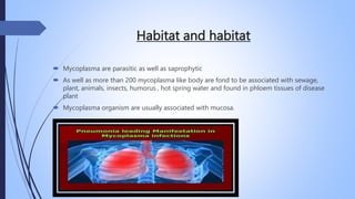 Habitat and habitat
 Mycoplasma are parasitic as well as saprophytic
 As well as more than 200 mycoplasma like body are fond to be associated with sewage,
plant, animals, insects, humorus , hot spring water and found in phloem tissues of disease
plant
 Mycoplasma organism are usually associated with mucosa.
 