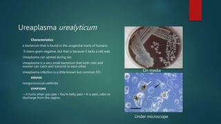 Ureaplasma urealyticum
Characteristics
a bacterium that is found in the urogenital tracts of humans.
It stains gram negative, but that is because it lacks a cell wall.
Ureaplasma can spread during sex
Ureaplasma is a very small bacterium that both men and
women can catch and transmit to each other.
Ureaplasma infection is a little known but common STI.
DISEASE
nongonococcal urethritis
SYMPTOMS
• it hurts when you pee • You're belly pain • it is pain, odor or
discharge from the vagina.
Under microscope
On media
 