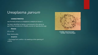 Ureaplasma parvum
CHARACTERISTICS
was formerly known as Ureaplasma urealyticum biovar 1.
has been identified as being a commensal in the uterus as
part of the microbiome in healthy women of reproductive age.
Disease
STI or STD
Brain Ventriculitis
Symptoms
• Discharge from urethra • its sweeling at the opening of
urethra
Under microscope
Under microscope
 