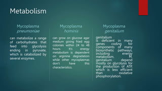 Metabolism
Mycoplasma
pneumoniae
can metabolize a range
of carbohydrates that
feed into glycolysis
ending in pyruvate,
which is catabolized by
several enzymes.
Mycoplasma
hominis
can grow on glucose agar
medium giving fried egg
colonies within 24 to 48
hours. It’s energy
metabolism is dependent
on arginine degradation
while other mycoplasmas
don’t have this
characteristics.
Mycoplasma
genitalium
genitalium
is deficient in many
genes coding for
components of many
biosynthetic pathways,
including energy
metabolism. M.
genitalium depend
mostly on glycolysis for
the production of ATP,
which is less efficient
than oxidative
phosphorylation.
 